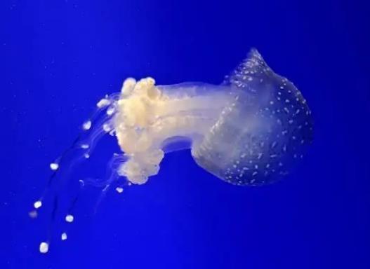 世界上最致命的水母,澳洲方水母可以在三分鐘之內(nèi)毒死一個人
