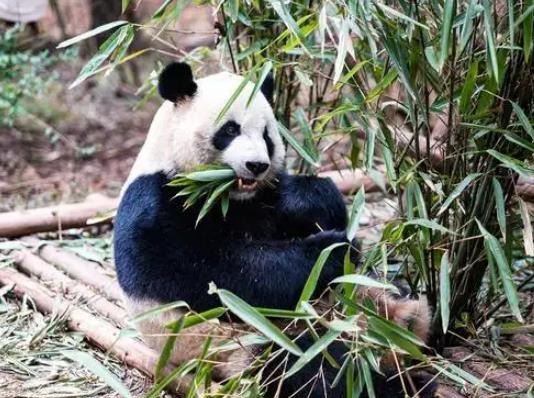 世界上最長壽的大熊貓,大熊貓佳佳活了38歲相當于人類的110歲