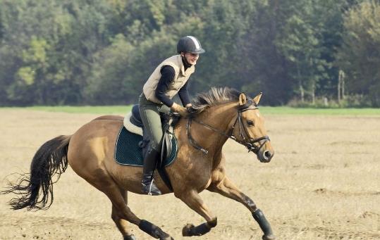 世界十大名馬排行榜:純血馬速度最快,高達6400萬美元