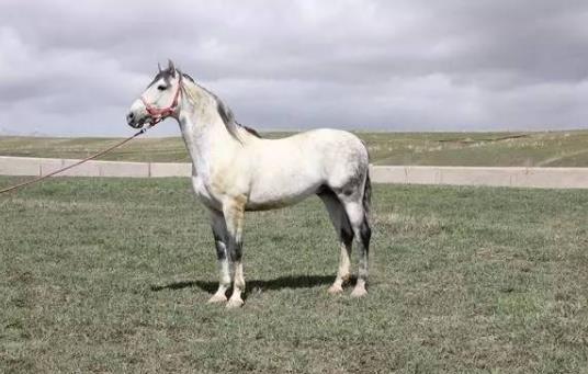 世界十大名馬排行榜:純血馬速度最快,高達6400萬美元