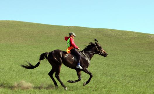 世界十大名馬排行榜:純血馬速度最快,高達6400萬美元