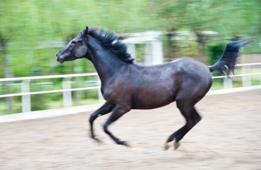 世界十大名馬排行榜:純血馬速度最快,高達6400萬美元