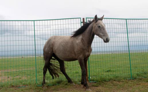 世界十大名馬排行榜:純血馬速度最快,高達6400萬美元