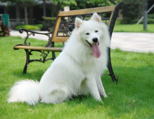十大適合家養的中型狗排名,邊境牧羊犬最出名,哈士奇很搞笑