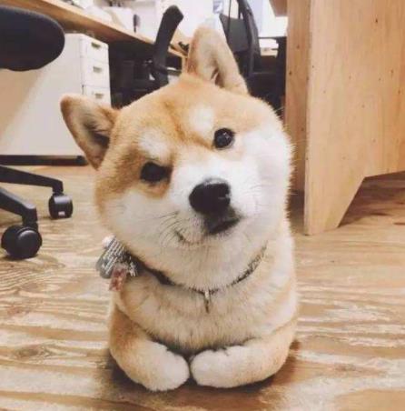 十大適合家養的中型狗排名,邊境牧羊犬最出名,哈士奇很搞笑