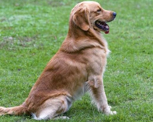 十大適合家養的中型狗排名,邊境牧羊犬最出名,哈士奇很搞笑