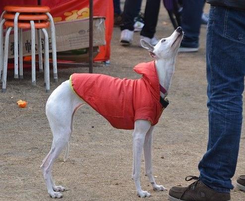 最怕冷的十種狗排名,吉娃娃、中國冠毛犬毛少體型小