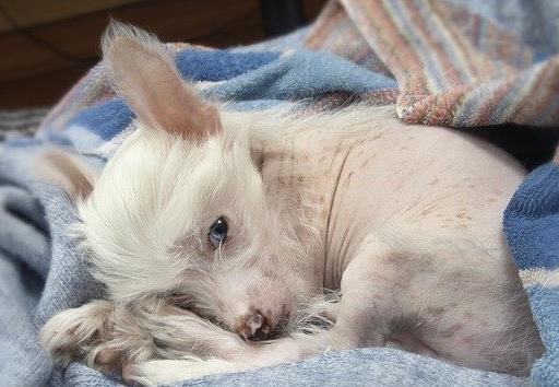 最怕冷的十種狗排名,吉娃娃、中國冠毛犬毛少體型小