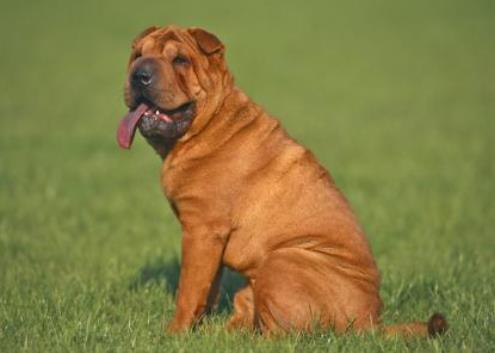 世界中型犬排行榜,葡萄牙水犬英勇無畏,薩摩耶稱為“微笑天使”