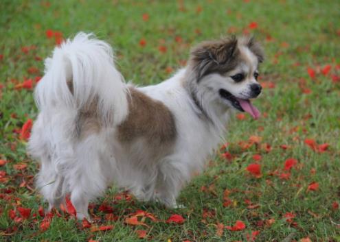 世界十大小型犬排名,迷你雪納瑞是優(yōu)良家庭犬,比熊犬嬌小強健