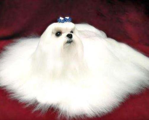 世界十大小型犬排名,迷你雪納瑞是優(yōu)良家庭犬,比熊犬嬌小強健