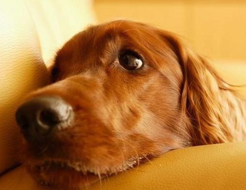 世界上最可愛的犬類排名,斗牛犬具有戰斗力,博美適合當伴侶犬