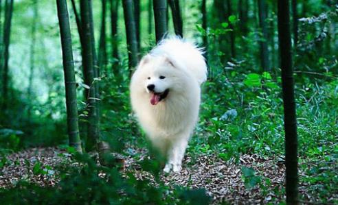 世界中型犬排行榜,葡萄牙水犬英勇無畏,薩摩耶稱為“微笑天使”