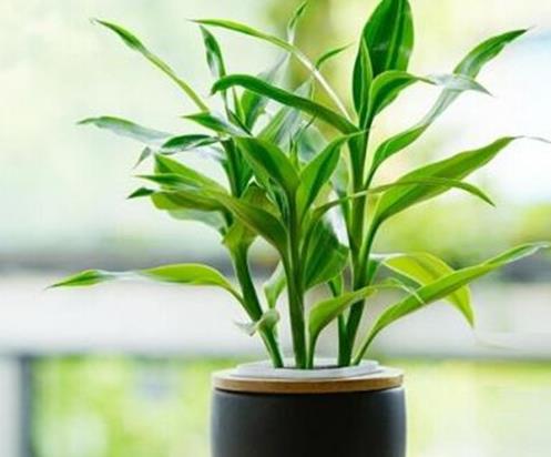 十大室內(nèi)最好養(yǎng)的植物排名,蘆薈能祛疤,吊蘭可以過濾空氣