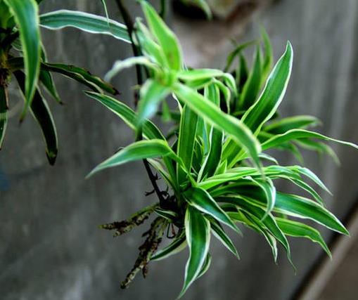 十大室內(nèi)最好養(yǎng)的植物排名,蘆薈能祛疤,吊蘭可以過濾空氣