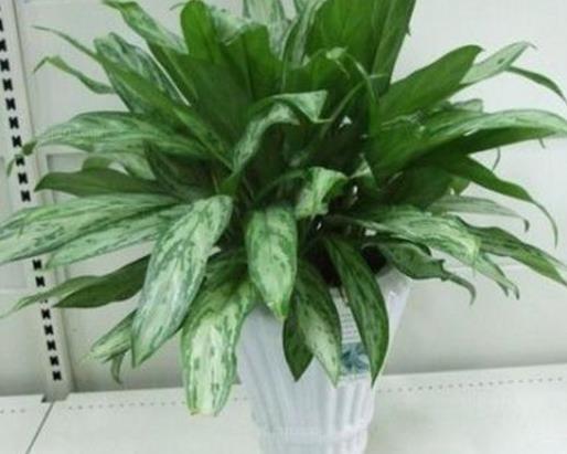 十大室內(nèi)最好養(yǎng)的植物排名,蘆薈能祛疤,吊蘭可以過濾空氣