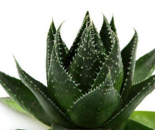 十大室內(nèi)最好養(yǎng)的植物排名,蘆薈能祛疤,吊蘭可以過濾空氣