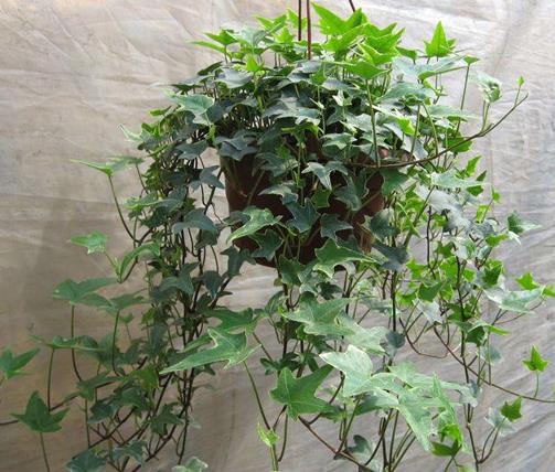 十大室內(nèi)最好養(yǎng)的植物排名,蘆薈能祛疤,吊蘭可以過濾空氣