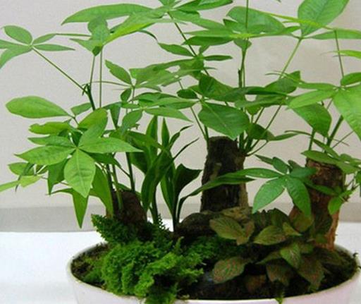 十大室內(nèi)最好養(yǎng)的植物排名,蘆薈能祛疤,吊蘭可以過濾空氣