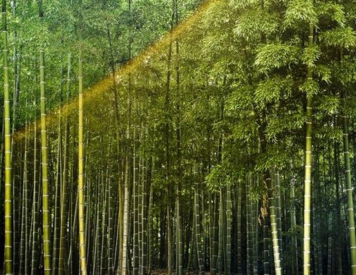 世界上生長速度最快的植物,竹子重新種植很容易,雜交楊樹受歡迎