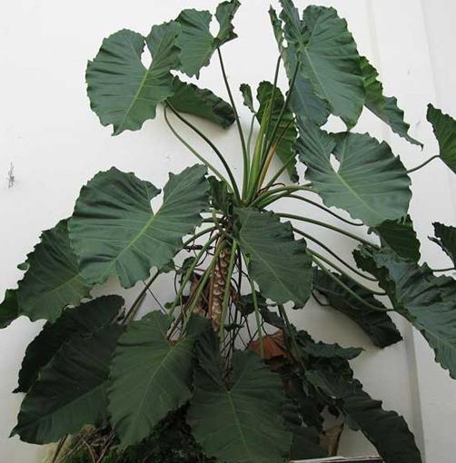 十大能吸甲醛的植物排名,蘆薈可以解毒,常春藤適應性強