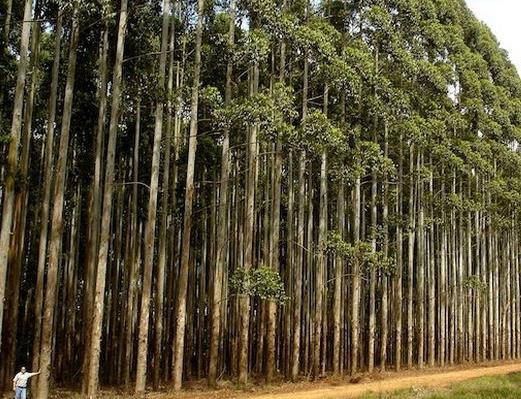 世界上生長速度最快的植物,竹子重新種植很容易,雜交楊樹受歡迎