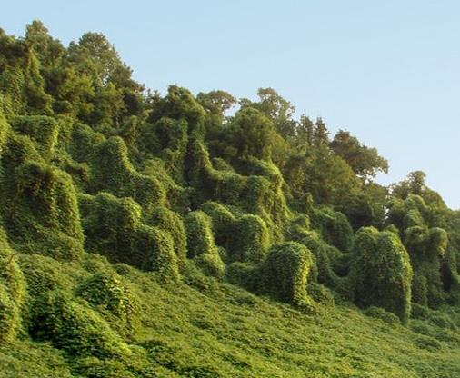 世界上生長速度最快的植物,竹子重新種植很容易,雜交楊樹受歡迎