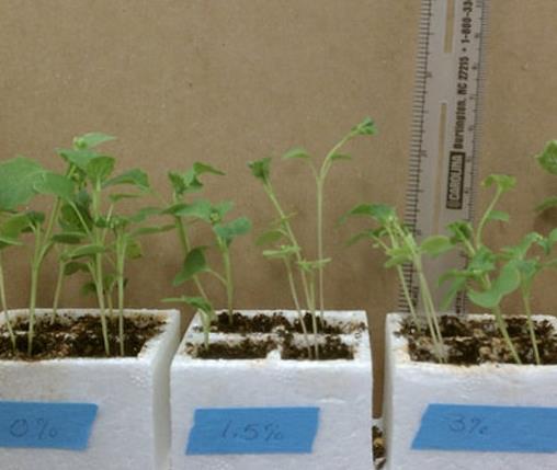 世界上生長速度最快的植物,竹子重新種植很容易,雜交楊樹受歡迎