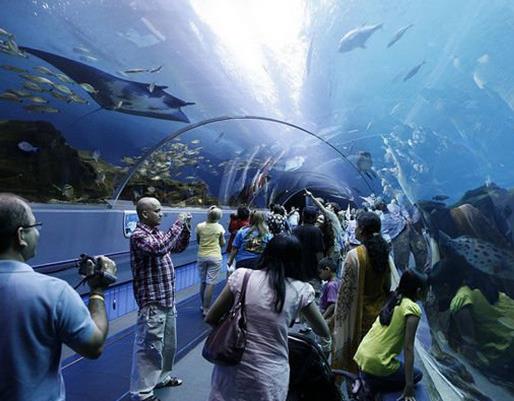 世界十大水族館排名,亞特蘭大喬治亞水族館是西半球最大水族館