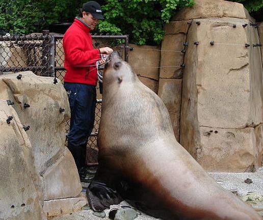 世界十大水族館排名,亞特蘭大喬治亞水族館是西半球最大水族館
