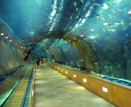 世界十大水族館排名,亞特蘭大喬治亞水族館是西半球最大水族館