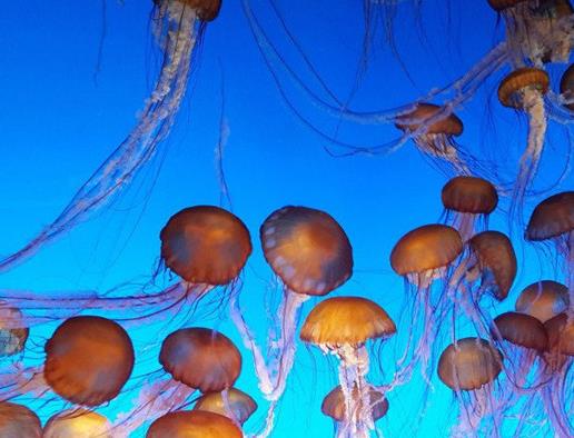 世界十大水族館排名,亞特蘭大喬治亞水族館是西半球最大水族館