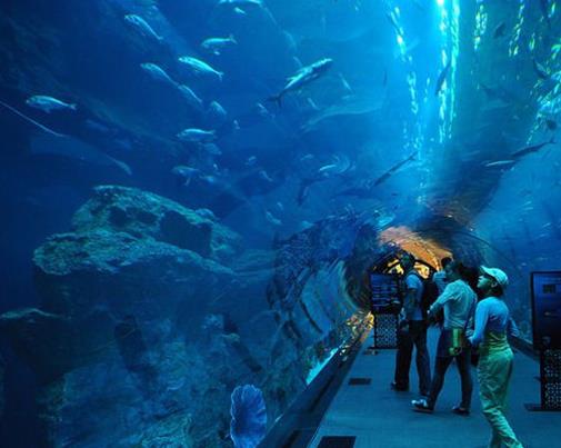 世界十大水族館排名,亞特蘭大喬治亞水族館是西半球最大水族館