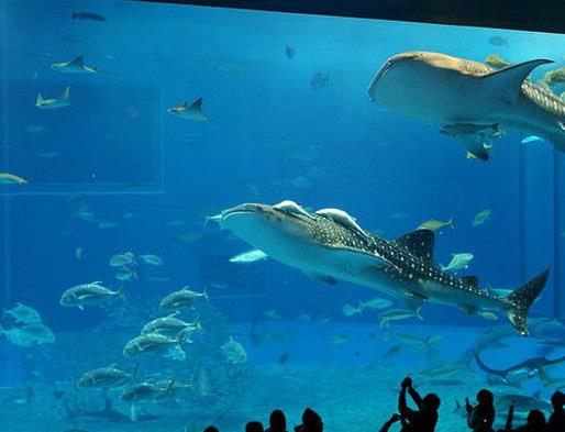 世界十大水族館排名,亞特蘭大喬治亞水族館是西半球最大水族館