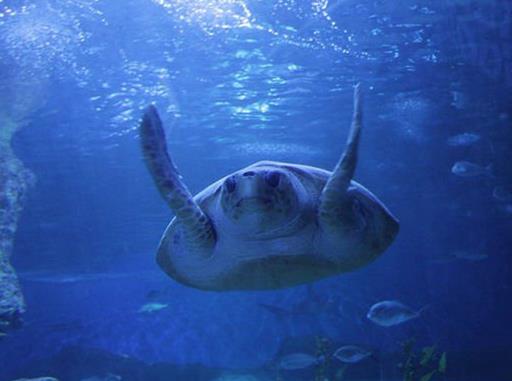 世界十大水族館排名,亞特蘭大喬治亞水族館是西半球最大水族館