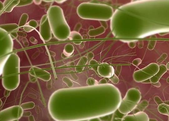 四大食品致病菌排行榜,肉毒桿菌、沙門氏菌都很有危害性