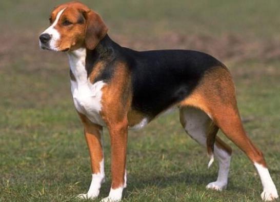 世界十大最好的狩獵犬,俄羅斯獵狼犬、阿富汗獵犬狩獵能力都很好
