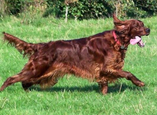 世界十大最好的狩獵犬,俄羅斯獵狼犬、阿富汗獵犬狩獵能力都很好