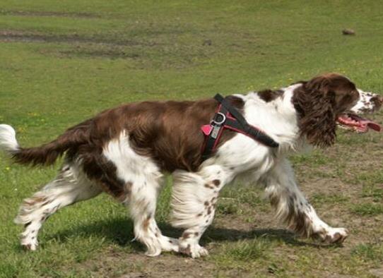 世界十大最好的狩獵犬,俄羅斯獵狼犬、阿富汗獵犬狩獵能力都很好