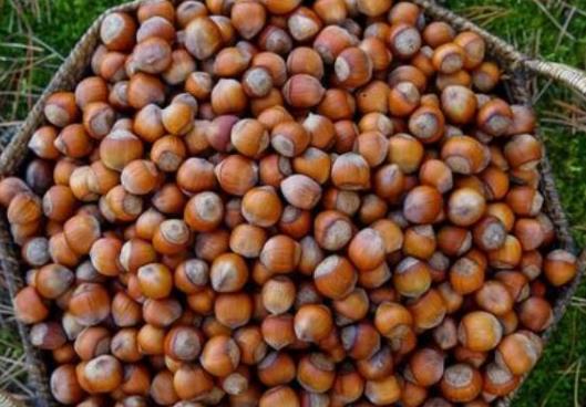 十大減肥干果排行榜,花生有助于增強(qiáng)飽腹感、核桃可使膽固醇降低