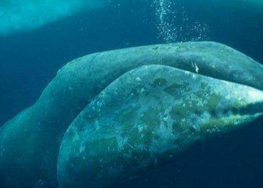 壽命最長的海洋生物排名,燈塔水母不老不死、珊瑚最大壽命約4200歲