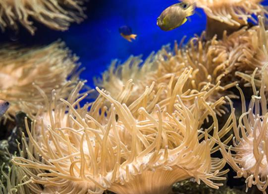壽命最長的海洋生物排名,燈塔水母不老不死、珊瑚最大壽命約4200歲