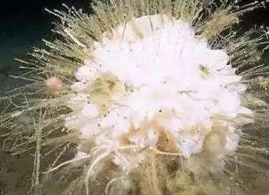 壽命最長的海洋生物排名,燈塔水母不老不死、珊瑚最大壽命約4200歲