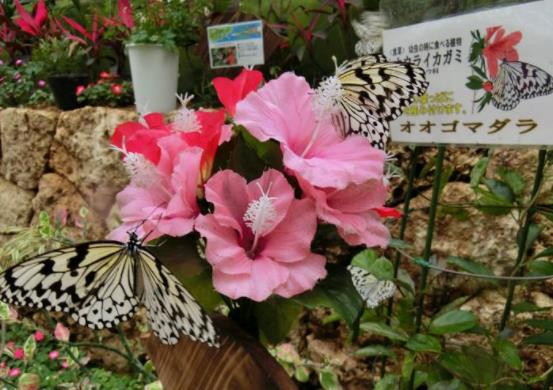 日本沖繩縣十大旅游景點(diǎn)排行榜 沖繩縣有什么好玩的地方