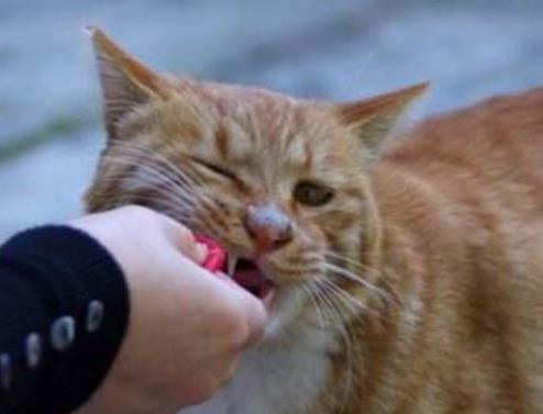 走紅網絡的可愛動物排行 北大一只貓滄桑古義鐫入人的眼簾