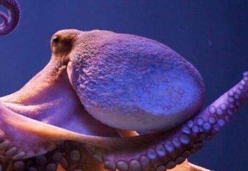 神奇再生能力四大動物 雄性章魚在交配之后身體會損失一部分