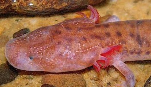 神奇再生能力四大動物 雄性章魚在交配之后身體會損失一部分