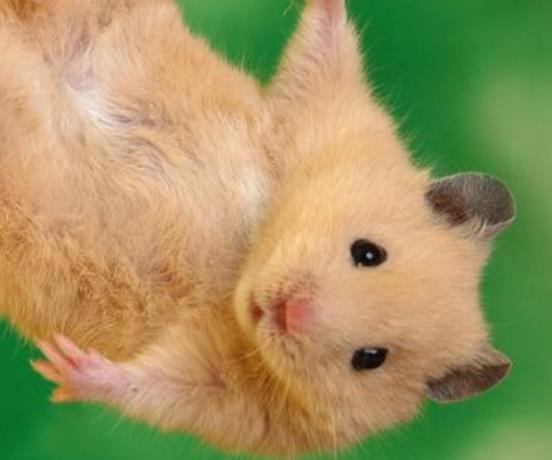 世界上最聰明的動物排行 類人猿各種能力也使我們目瞪口呆