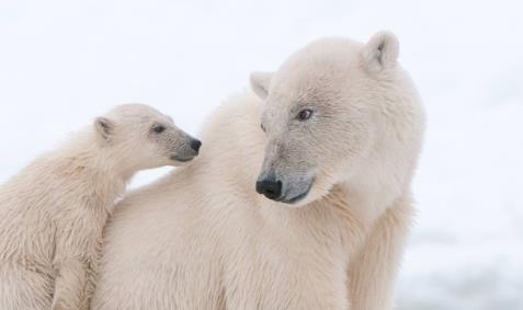 世界各地五大動物奇聞 最幸運(yùn)的流浪小貓繼承千萬歐元