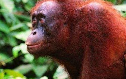 世界上最聰明的動物排行 類人猿各種能力也使我們目瞪口呆